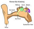 Human ear anatomy infographic diagram Royalty Free Stock Photo