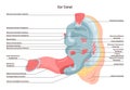 Human ear anatomy. Sound sensory organ inner canal. Ears internal