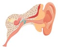 Human ear anatomy, structure anatomical diagram. Outer, middle and inner ear section concept. Eardrum, cochlea