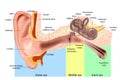 Human Ear Anatomy. Ear structure diagram. The human ear consists of the Outer, Middle and Inner ear.