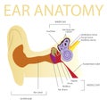 Human ear anatomy Royalty Free Stock Photo