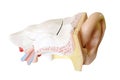 Human ear cross-section model Royalty Free Stock Photo