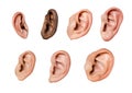 Human ear detail close-up macro shot Royalty Free Stock Photo