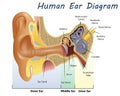 Human Ear Diagram Royalty Free Stock Photo