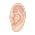 Human ear Royalty Free Stock Photo