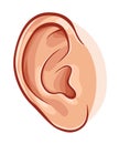 Human ear Royalty Free Stock Photo