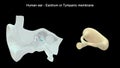 Human Ear - Inner Ear Parts - Eardrum or Tympanic membrane Royalty Free Stock Photo