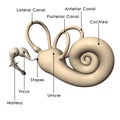 Human ear internal