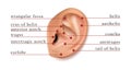 Human ear map of parts for piercing. Isolated on background Royalty Free Stock Photo