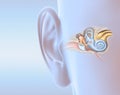 Human ear anatomy, medically 3D illustration Royalty Free Stock Photo