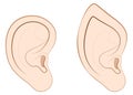 Human Ear Pointed Ear Elf Comparison