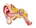 Human ear, realistic cutaway diagram.