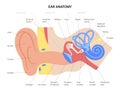 Ear anatomy diagram Royalty Free Stock Photo