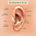 Human Ear Structure Medical Background Poster Royalty Free Stock Photo