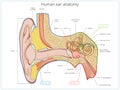 Human ear structure medical educational vector Royalty Free Stock Photo