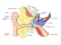 Human ear structure scheme raster Royalty Free Stock Photo