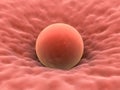 Human egg cell