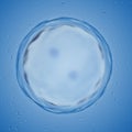 A human egg cell dividing Royalty Free Stock Photo