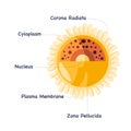 Human egg cell ovum ovule in female drawing illustration