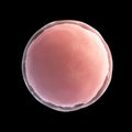 Human egg cell