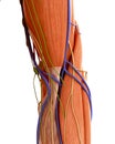 The human elbow anatomy