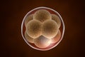 Human embryo on colorful background Royalty Free Stock Photo