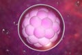 Human embryo on colorful background Royalty Free Stock Photo