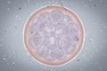 Human embryo on colorful background Royalty Free Stock Photo