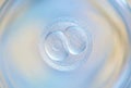 Human embryo developing in vitro for fertilization treatment Royalty Free Stock Photo