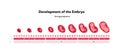 Human embryo development health care infographic. Vector flat medical illustration. Horizontal timeline with week, trimester,