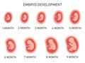 Human embryo development nine month stages medical infographic element vector illustration