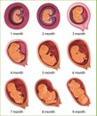 Human embryo evolution, flat vector illustration. Fetal development. Human anatomy. Royalty Free Stock Photo