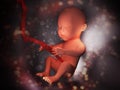 Human embryo inside body 3d illustration image Royalty Free Stock Photo