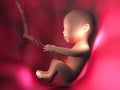 Human embryo inside body 3d illustration image Royalty Free Stock Photo