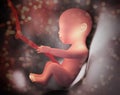 Human embryo inside body 3d illustration image Royalty Free Stock Photo