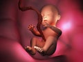 Human embryo inside body 3d illustration Royalty Free Stock Photo