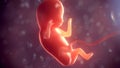 Human embryo inside body. 3d illustration Royalty Free Stock Photo