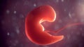 Human embryo inside body. 3d illustration