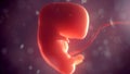 Human embryo inside body. 3d illustration Royalty Free Stock Photo
