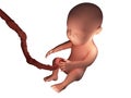 Human embryo inside body 3d illustration on white Royalty Free Stock Photo