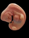 Human Embryo Model Royalty Free Stock Photo