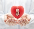 Human embryo in red heart on hands