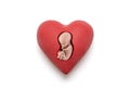 Human embryo in red heart