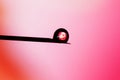 A human embryo on the tip of a needle. Artificial insemination Royalty Free Stock Photo