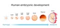 Human embryonic development. From Fertilization to Childbirth Royalty Free Stock Photo