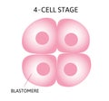 Human embryonic development, or human embryogenesis from zygota to gastrula. Royalty Free Stock Photo