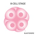 Human embryonic development, or human embryogenesis from zygota to gastrula. Royalty Free Stock Photo