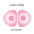 Human embryonic development, or human embryogenesis from zygota to gastrula. Royalty Free Stock Photo