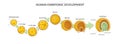 Human embryonic development, or human embryogenesis from zygote to gastrula.