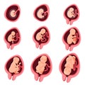 Human embryonic development nine month stage set